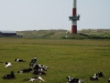 Leuchtturm mit Kuh